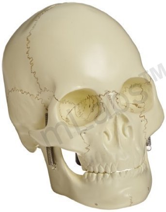 mlabsmLabs HUMAN SKULL, 2 PARTS