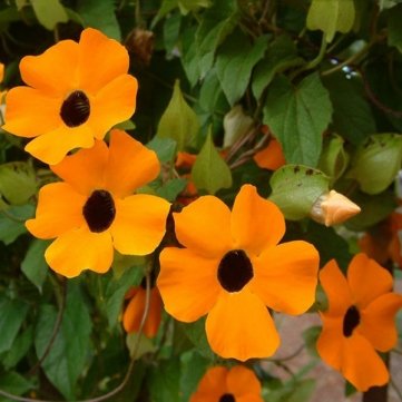 Souked 10PCS Black Eyed Susan Vine Thunbergia Alata Seeds