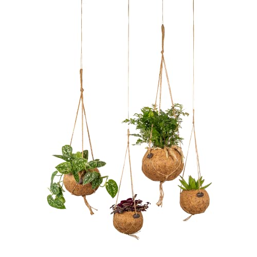 Kokodama - Scindapsus + Humata + Tradescantia + vestido - 15 - 30 cm Cover