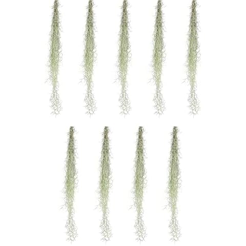 ragnaroc Air Plants - Tillandsia Usneoides Spanish Moss, Jumbo 15" - 9 oz - Live Arrival Guaranteed - House Plants for Home Decor & Gift Cover