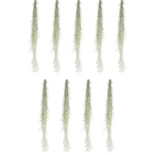 Tillandsia Usneoides Spanish Moss, 9 clusters, 16 in