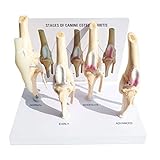 Huili Modèle d'articulation Animale - Modèle d'arthrite articulaire du Genou pour Chien à Quatre étapes Modèle d'articulation Canine pour l'ostéoporose Canine - pour l'aide à la Formation médicale