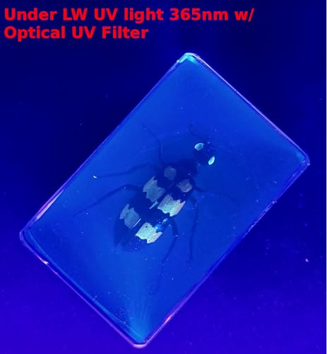 Image of 44mm Real Blister Beetle in Crystal Clear Lucite Resin Specimen Preserved Insect Bugs Taxidermy Crafts Collection for Biology Science Education & Desk Ornament Display Supplies