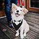 Larrel Formeller Hunde Smoking, Hunde Smoking Fliege Verstellbare Hund Fliege Bandana Halsband Hochzeit Party Hundehalstuch Baumwolle Bandana Hundehalsband für Hochzeit Geburtstag Kostüme