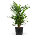 Lipstick Palm Red Sealing Wax Palm Tree, Exotic and Rare Indoor/Outdoor Plant, Live Plant Tropical Garden Accent, Low Maintenance Air Purifying (7gal Pot, 5-6ft)
