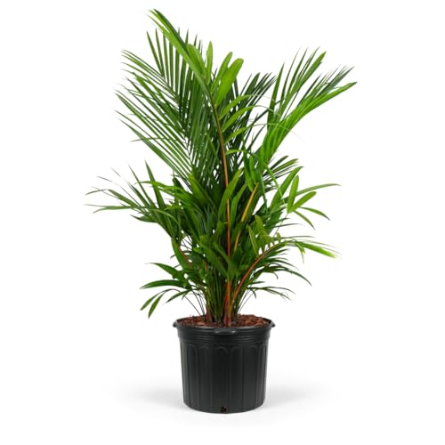 Lipstick Palm Red Sealing Wax Palm Tree, Exotic and Rare Indoor/Outdoor Plant, Live Plant Tropical Garden Accent, Low Maintenance Air Purifying (7gal Pot, 5-6ft)