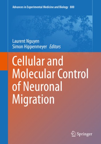 Cellular and Molecular Control of Neuronal Migration (Advances in Experimental Medicine and Biology Book 800) (English Edition)