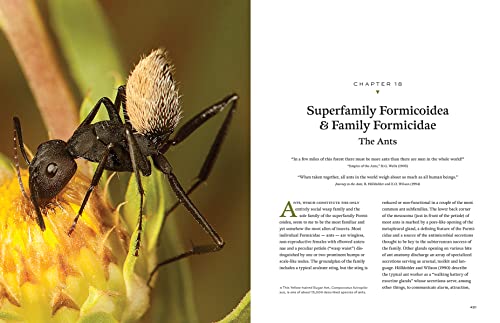 Hymenoptera: The Natural History and Diversity of Wasps, Bees and Ants - Image 8