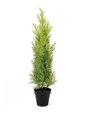EUROPALMS 82606961, Planta Ornamental: Cypress Leyland, 75 cm, Verde (Grün)