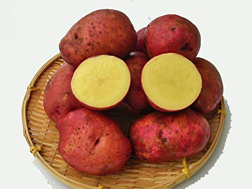 北海道四季工房 北海道剣淵産 ジャガキッズレッド（Ｍ～Ｌ混）北海道産じゃがいも