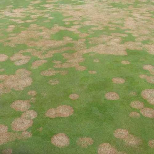 #132: LIV-amnesti, Reitan-start og gress-forsker som roer nervene v&aring;re