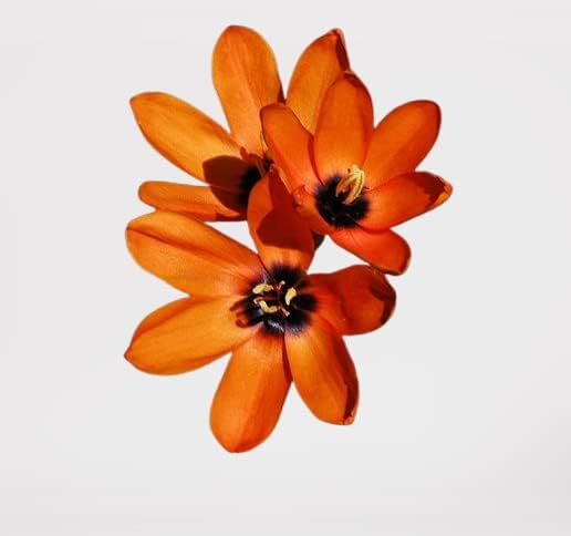 Miniatura 4 de Votaniki Bombillas mezcladas de lirio de maíz africano, de larga floración y fácil de cultivar, bombillas mixtas Ixia para plantar, flor de lirio