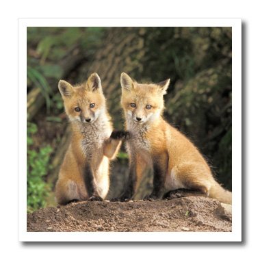 Renards chiot renard rouge transfert textile pour customiser un sweat de randonnée