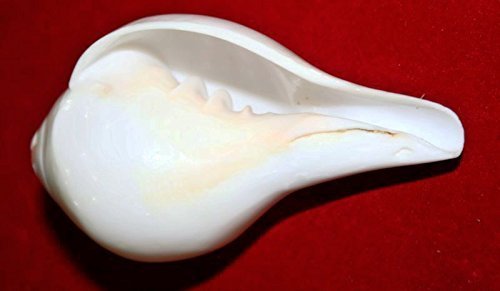 Blowing Conch Shell/Shankh Plain White