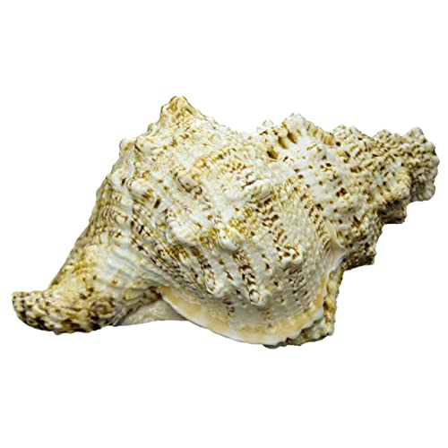 Blowing Conch by The Holy Mart | Shankhnaad Shankh (16 cm Size) | Blowing sankh
