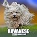 Cute Havanese Dog 2022 Calendar: Cute Animals Calendar 2022 | Lunar Moon Phases | Kalender Calendario Calendrier | BONUS 4 Months 2023
