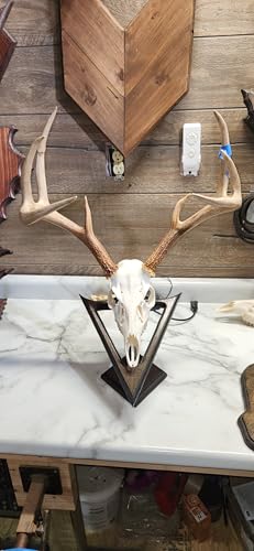 European Deer Mounting Table Pedestal Dark Stsined Arrowhead Showing Blades