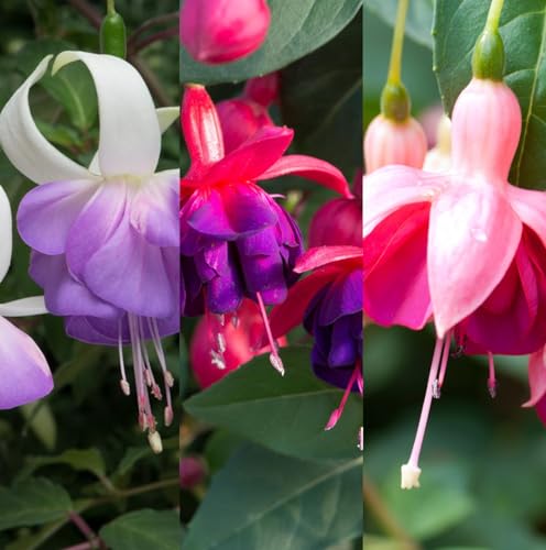 Carbeth Plants 3 x Hardy Fuchsia Shrubs - Mixed Varieties