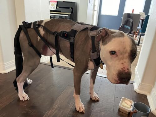 Image of Tail Guard & Harness Set - Veterinary Dog Tail Protector & Injury Wrap, Size Bully-XL