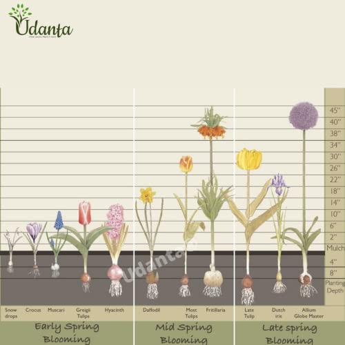 Image of Rain lily | Elegant, Gorgeous Flower Bulbs For All Season | Pack of 2 Best bulbs | by Udanta(Mix)