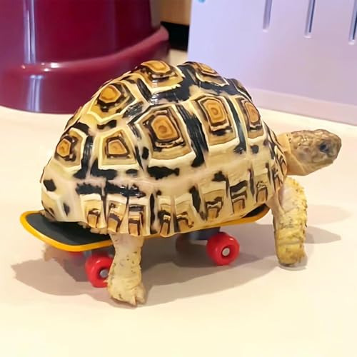 Schildkröten-Skateboard, Verstellbare Schildkrötenleine und lustiges Skateboard-Set, Trainingsgeschirr und Mini-Skateboard für Schildkröten, Schildkrötenhabitat-Zubehör