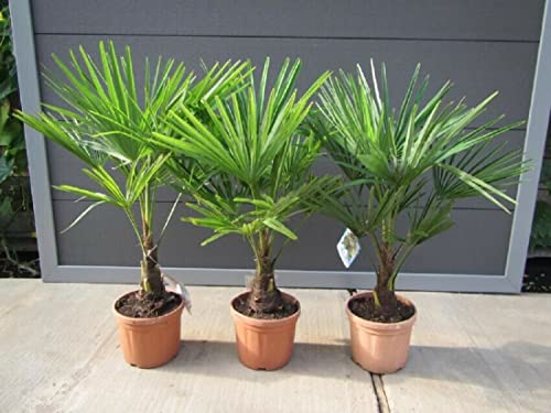 CSL sunrise GmbH Palme, Frosthart bis -18 Grad Celsius, Größe circa 100 cm