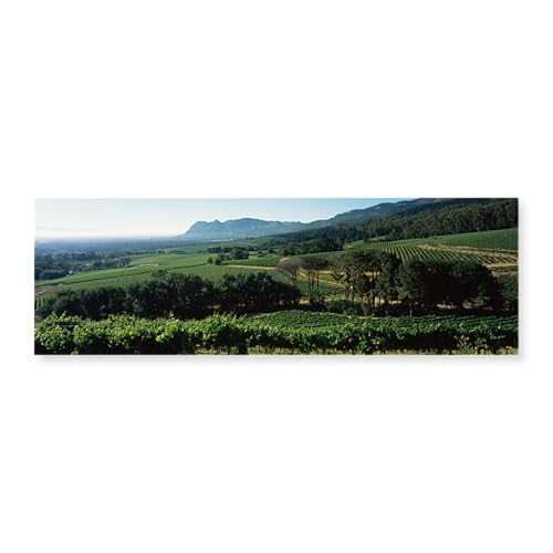 Vineyard with mountains in the background, Constantiaberg, Constantia, Cape Winelands, Cape Town, Western Cape Province, South Africa by Hendrik Holler, Photo Print, Unframed 30x10