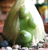 thronesfarm Pregnant Onion Ornithogalum Caudatum Rare Succulent Bulb False Sea 15 Ct - (BB)