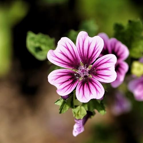 600 piezas semillas de malva perenne - semillas verano, del balcon de jardín malva
