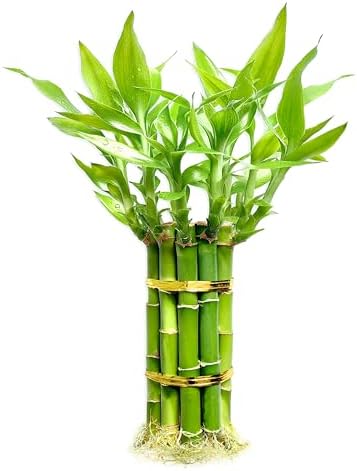 Lucky Bamboo Plants Live Indoor (10 Stalks, 8 Inch) - Fresh House...