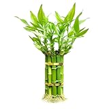 Lucky Bamboo Plants Live Indoor (10 Stalks, 8 Inch) - Fresh House Plants for Office Desk, Home Decor, for Positive Energy, Prosperity & Easy Care