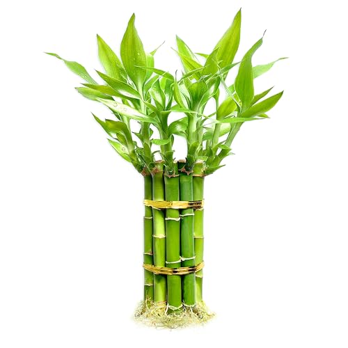 Lucky Bamboo Plants Live Indoor (10 Stalks, 8 Inch) -