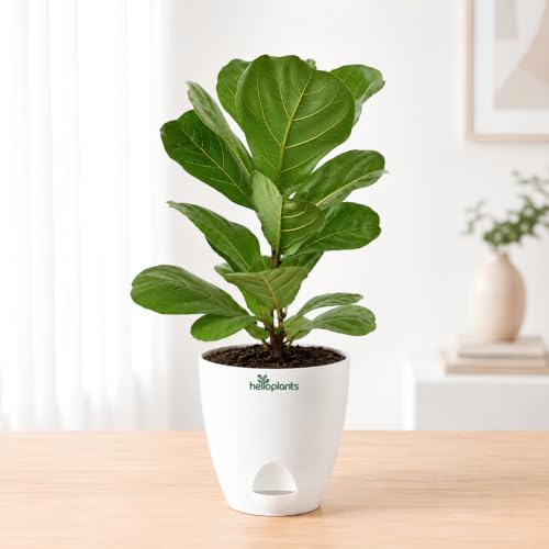 15 Artificial Plant Decorating Ideas 13 Fiddle Leaf Fig Ficus Lyrata Live Indoor Plant Large Statement Tr...