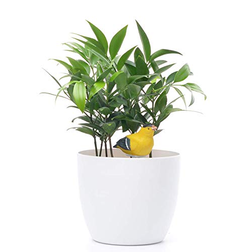 Détecteur D'humidité Du Sol Avec Alarme Chant D'oiseau - Rappel D'arrosage Pour Plantes, Couleur Jaune - 3