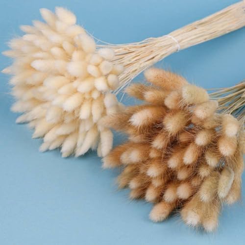 120 Pcs Trockenblumen Klein Pampasgras, 45 cm Natürliche Lagurus ...