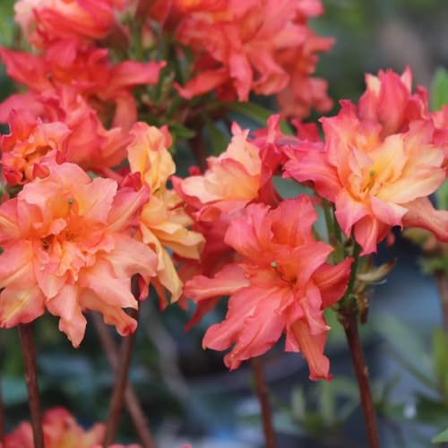 semillas resistentes de rododendro - perennes, orgánicas azalea, 10pcs