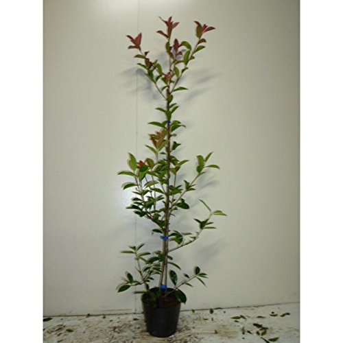 アカメ　ベニカナモメチ　レッドロビン　植木　庭木　ガーデニング　◇即購入×◇ Amazon.co.jp: 苗/苗木 【5本セット】 レッドロビン 樹高0.8m前後 15cm