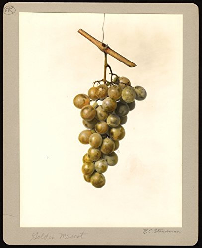 ROYAL LAND Rare Exotic Tropical Fruit Grape Vitis vinifera Pink IONA Grapes 1 Healthy Vine Cutting Plant on Poly Bag