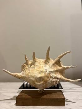 クモガイ 標本 貝殻 インテリア アート アンティーク 貝 オブジェ 雑貨 Amazon.co.jp: クモガイ 標本 貝殻 インテリア アート