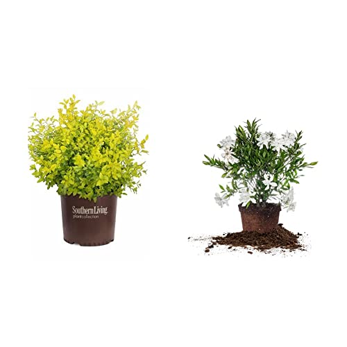 Southern Living Sunshine Ligustrum 2 Gallon & Perfect Plants Frostproof Gardenia Live Plant, 1 Gallon Pot
