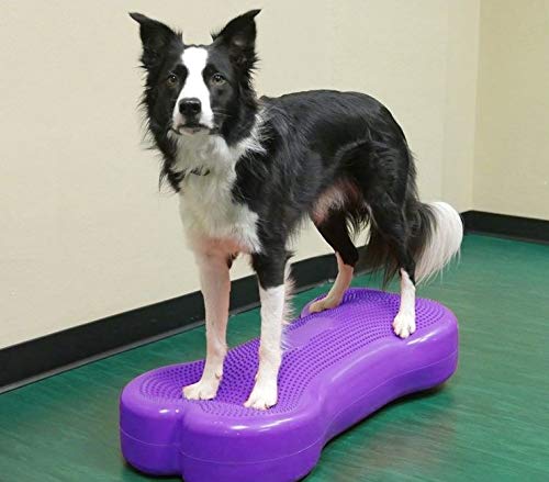 AnimoConcept Fitpaws fit0529 Riese Fit Violet OS 1 Einheit