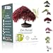 Postazioni gaming Cultivea Mini - Bonsai Ready-to-Grow Kit - Semi francesi 100% ecologici - Giardino e decorazione - Idea regalo (Mela rossa, Cercis cinese, Cornus Kousa, Albizia, Abete rosso)