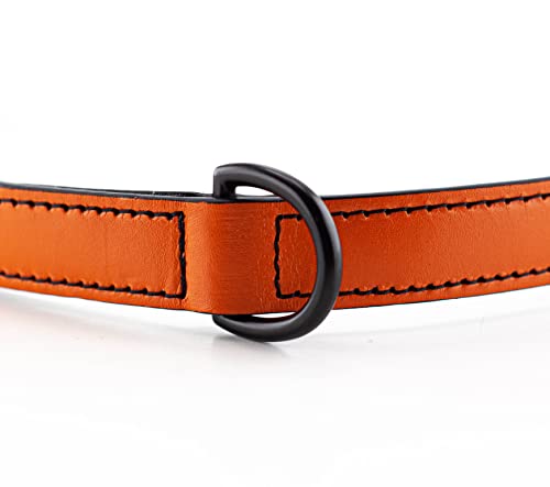 Brute Strength - Collare di lusso per cani in