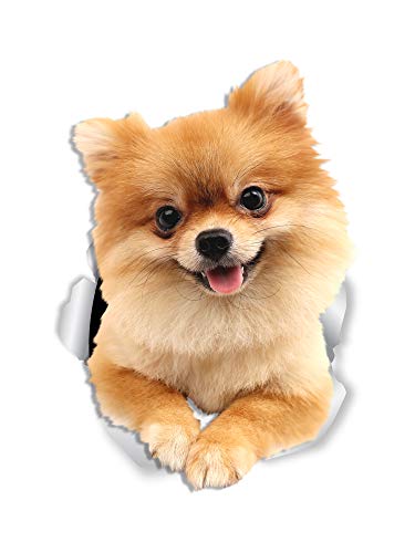 Winston & Bear Cute Pomeranian Dog Wall Adhesivos – 2 unidades – Pegatina para inodoro con perro Spitz alemán – 3D para ventana de coche y parachoques – Paquete al por menor de Pomeranian Lover Gifts