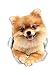 Winston & Bear Lot de 2 autocollants muraux en forme de chien de poméranie - Motif Spitz allemand - 3D - Pour fenêtre et pare-chocs de voiture