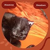 Mush Meadows Records