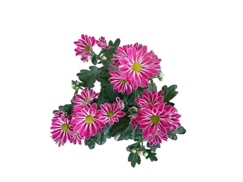 Margarita Mediterránea – Planta de Exterior con Alta Resistencia y Belleza Natural