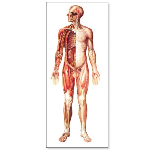Image of 3B Scientific V2037U The Nervous System Anatomical Chart, without Wooden Rods, Front View, Oversize Poster, 33.1 inch Width x 78.7 inch Height