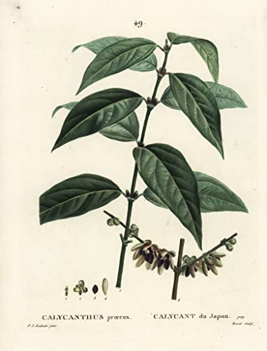 Poster piment de la Jamaïque par Redouté, toile sans cadre de 50x70 cm pour décoration murale