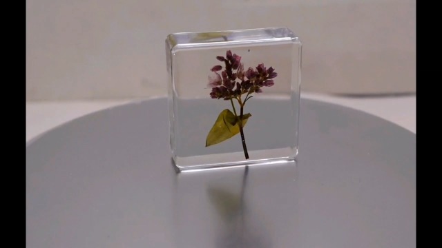 Image of 38mm Real Buckwheat Flower in Crystal Clear Lucite Resin Specimen Botanist Herb Herbarium Fagopyrum Esculentum Collection for Botany Science Education & Desk Ornament Display Small Paperweight